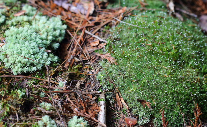 Leucobryum glaucum
